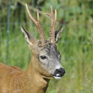 roebuck, roe deer, animal-4410534.jpg